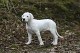 DOGUE ARGENTIN 331